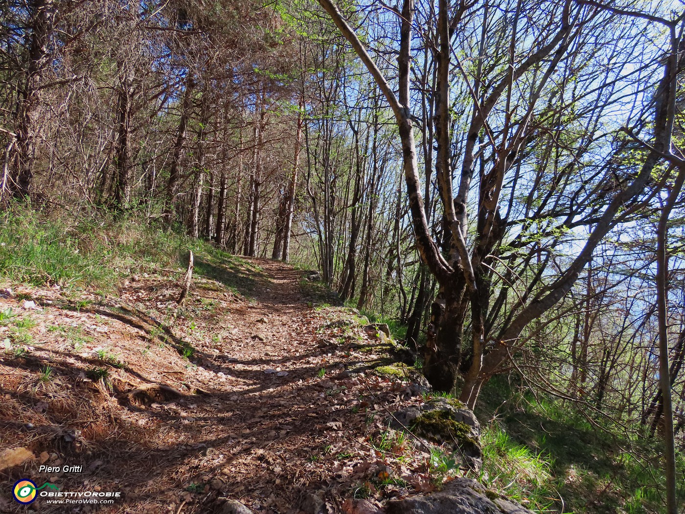 16 Dopo decisa salita il sentiero spiana nel bosco di carpini neri frammisti a pini-mugo ad alto fusto.JPG